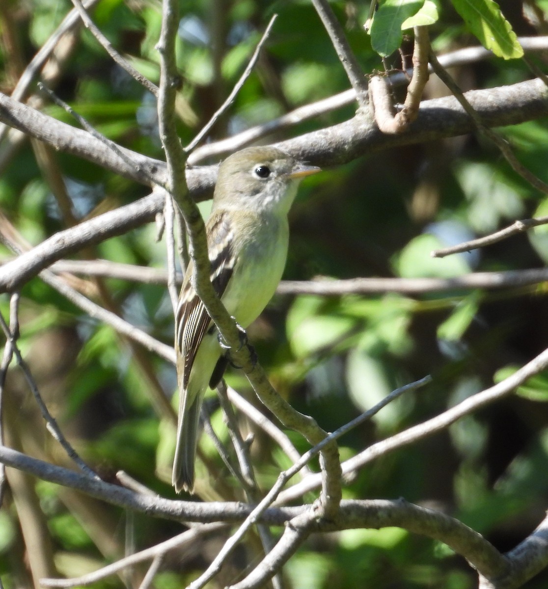 Least Flycatcher - ML626709251