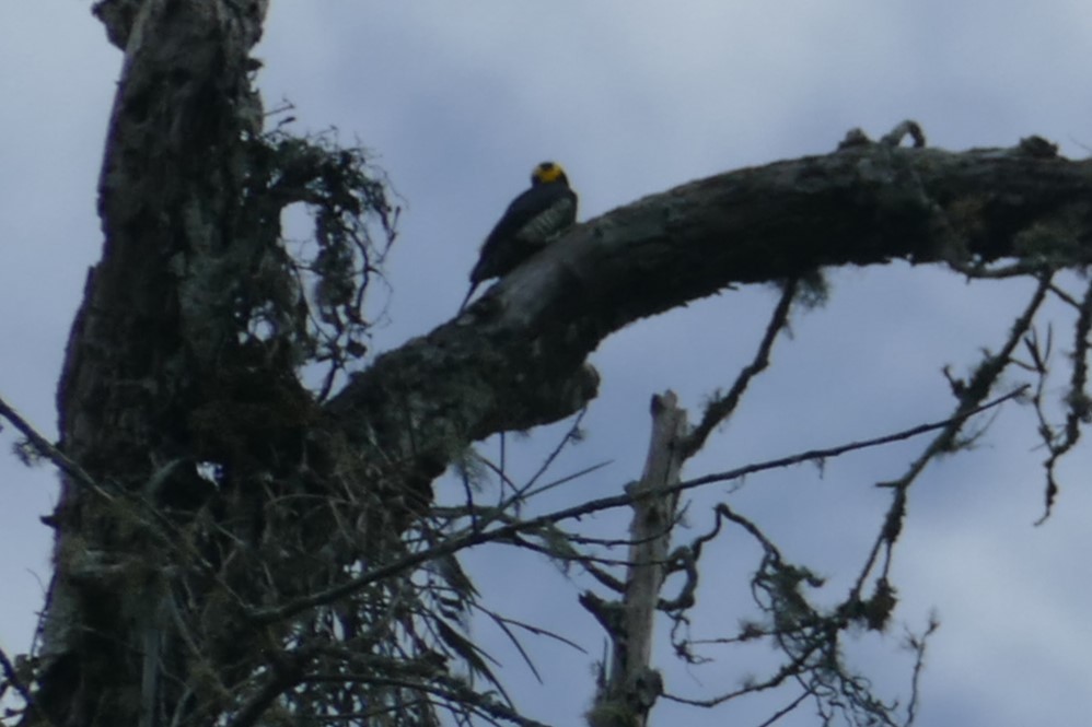 Yellow-tufted Woodpecker - ML626709295