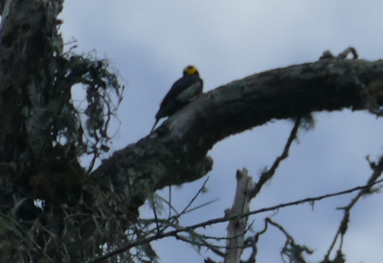 Yellow-tufted Woodpecker - ML626709296
