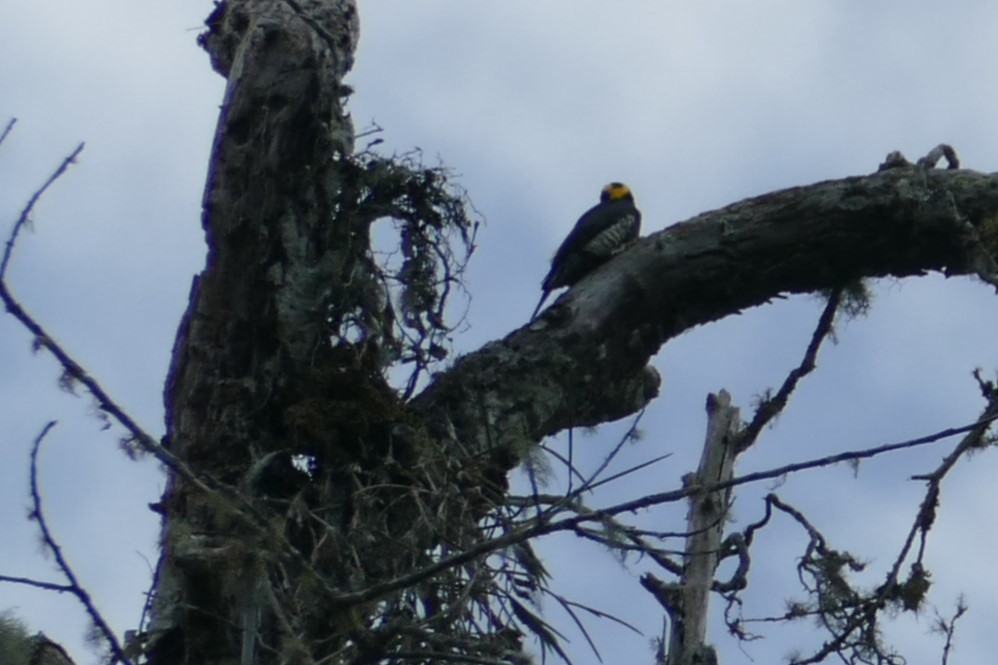 Yellow-tufted Woodpecker - ML626709297