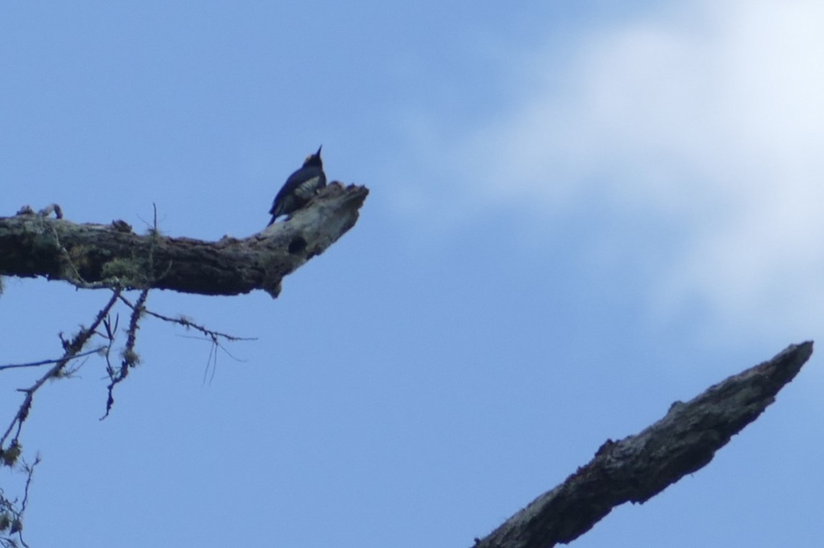 Yellow-tufted Woodpecker - ML626709298