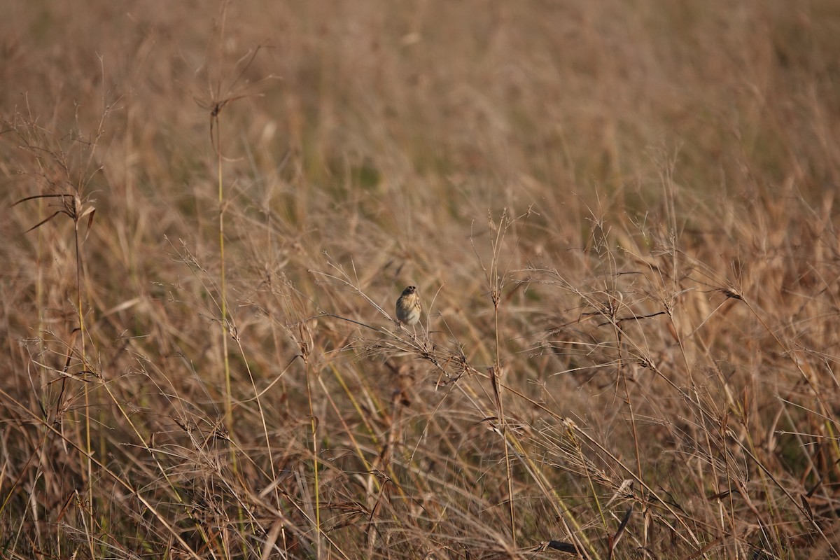 LeConte's Sparrow - ML626709307