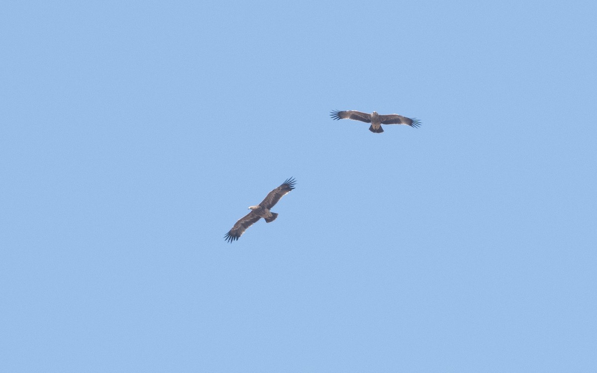 Imperial Eagle - ML626709393