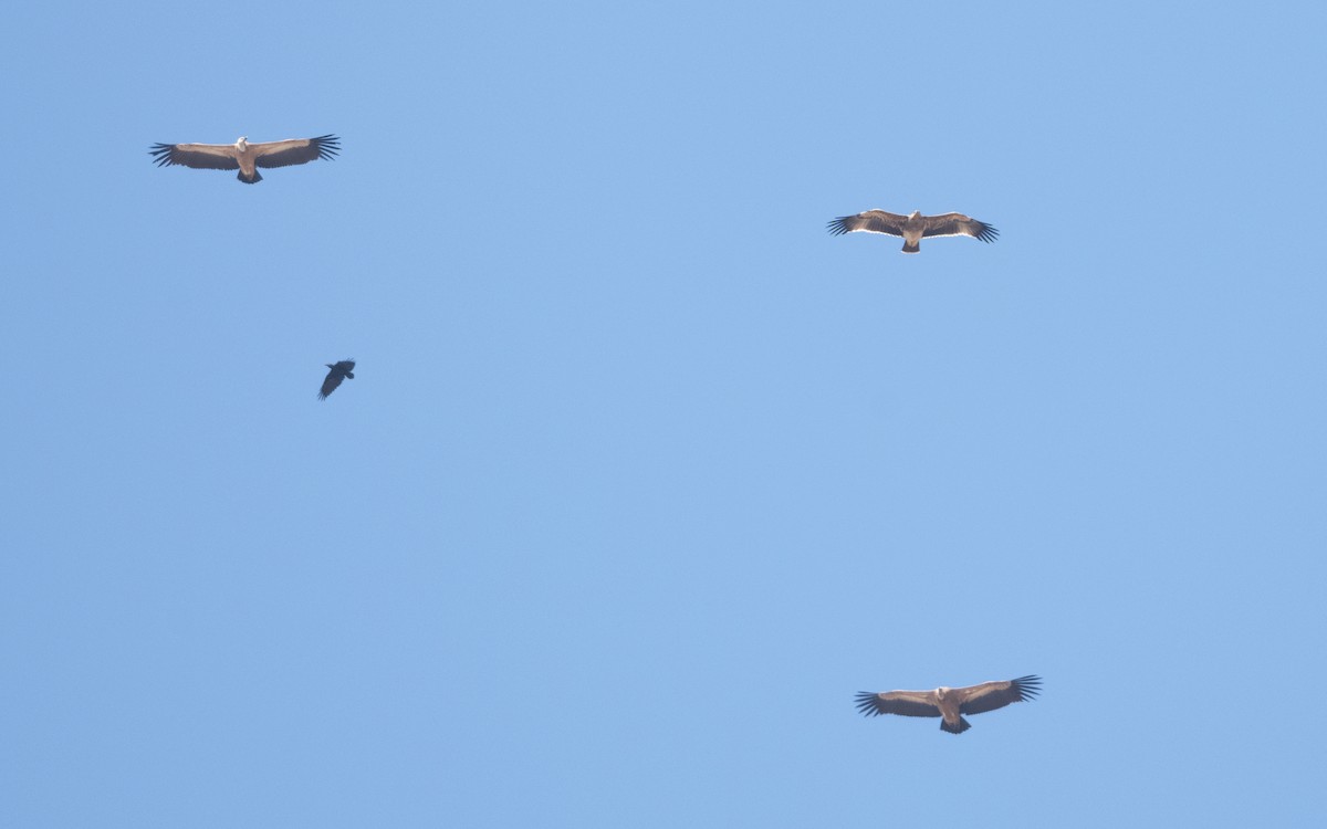 Imperial Eagle - ML626709396