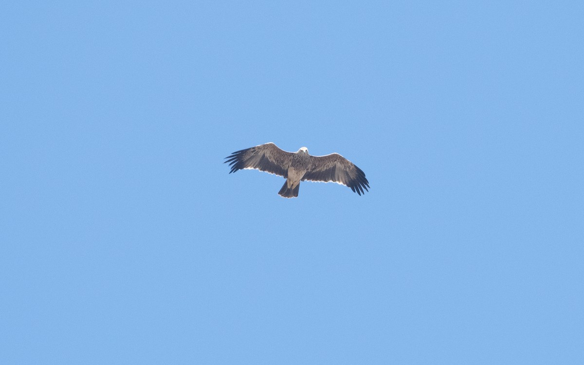 Imperial Eagle - ML626709408