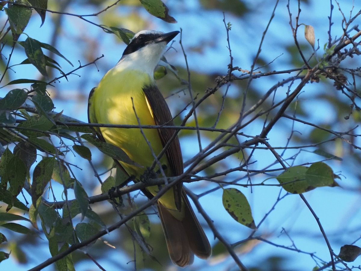 Great Kiskadee - ML626709446