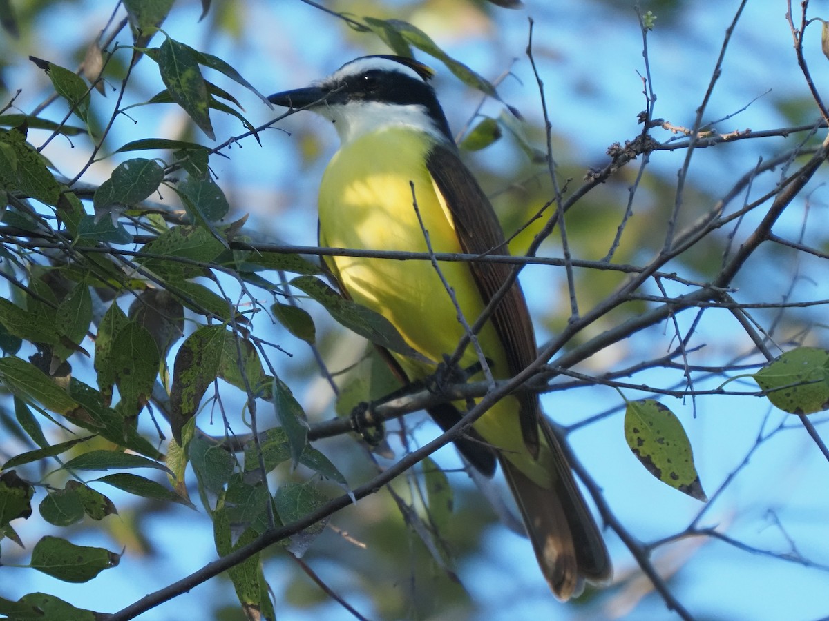 Great Kiskadee - ML626709447