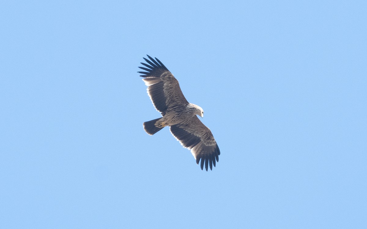 Imperial Eagle - ML626709455