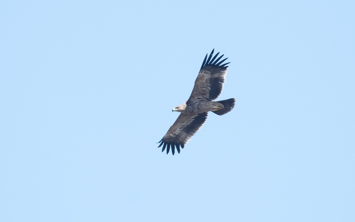 Imperial Eagle - ML626709468