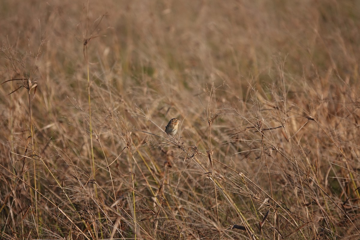 LeConte's Sparrow - ML626709474