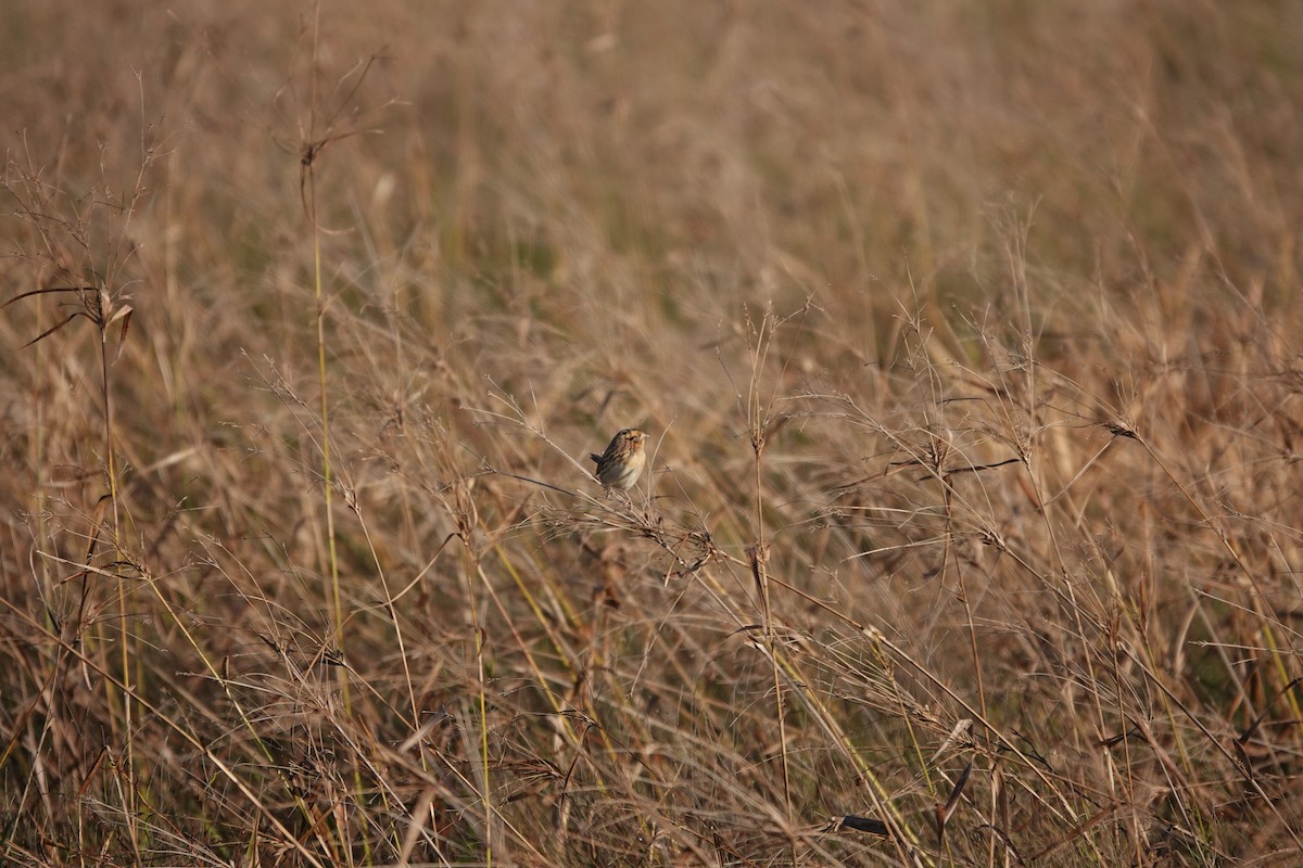 LeConte's Sparrow - ML626709475