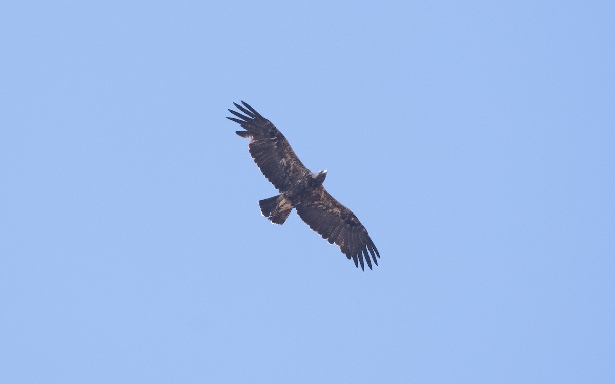 Imperial Eagle - ML626709589