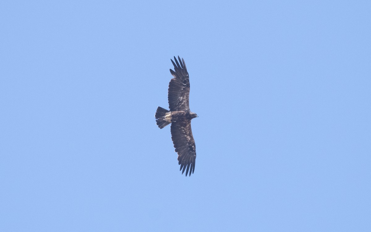 Imperial Eagle - ML626709590