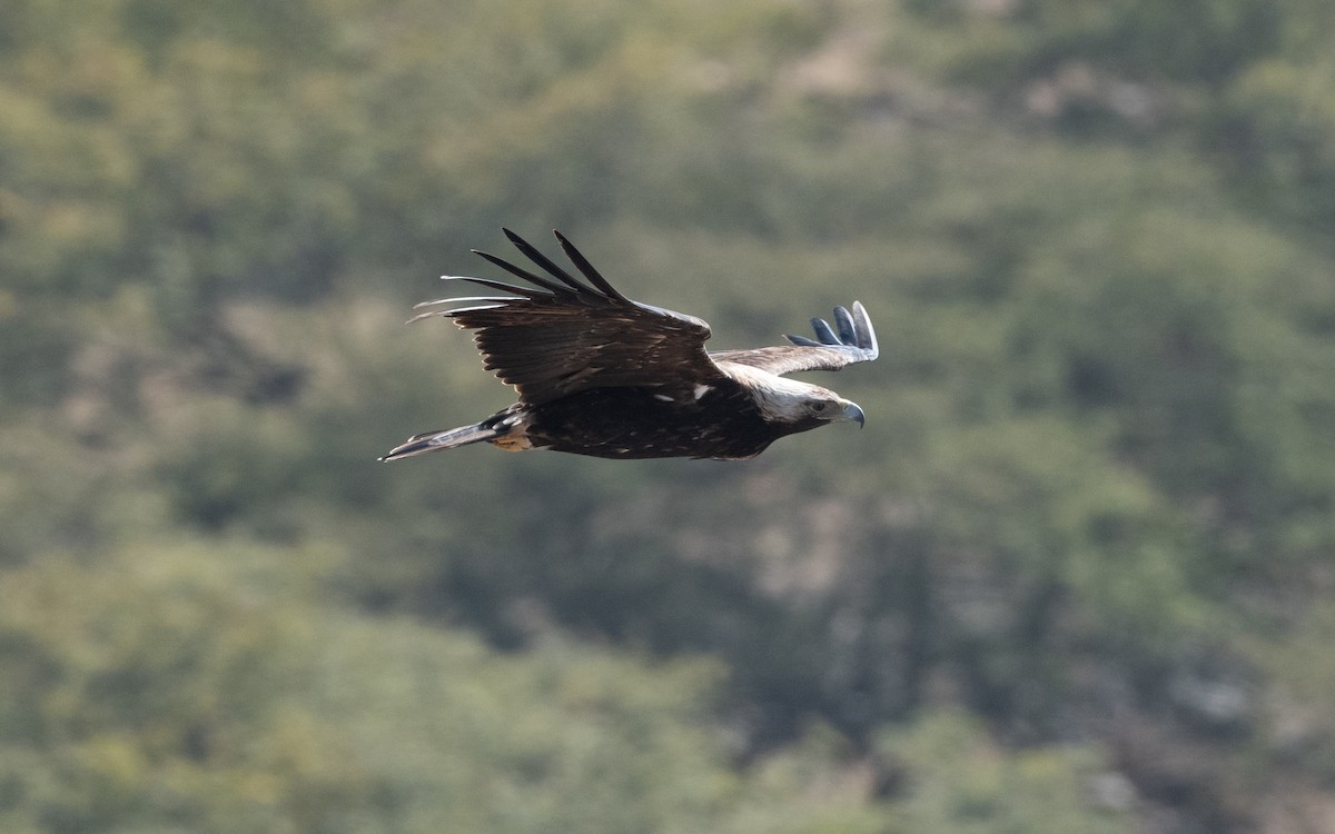 Imperial Eagle - ML626709591