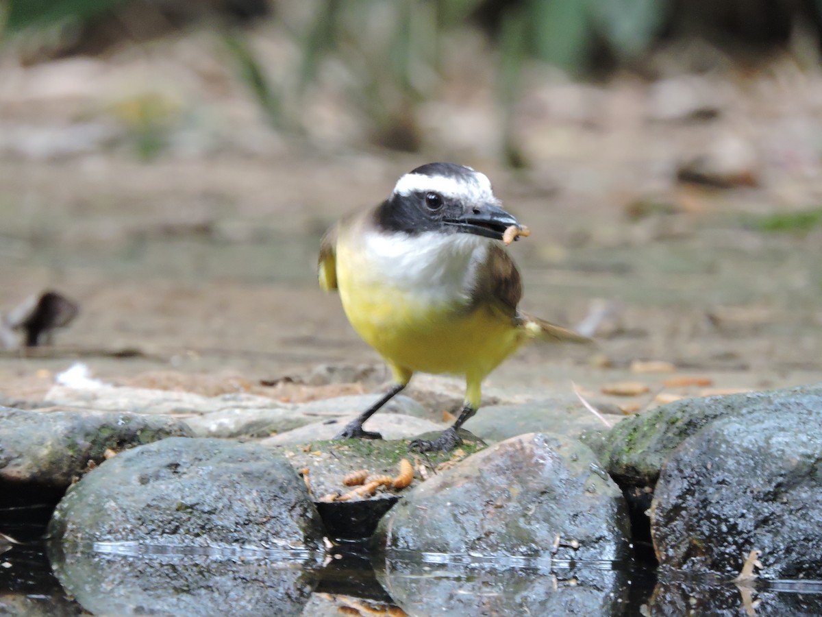 Great Kiskadee - ML626709639