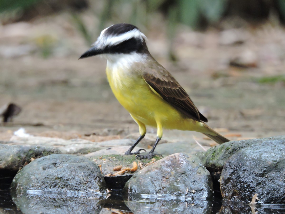 Great Kiskadee - ML626709640