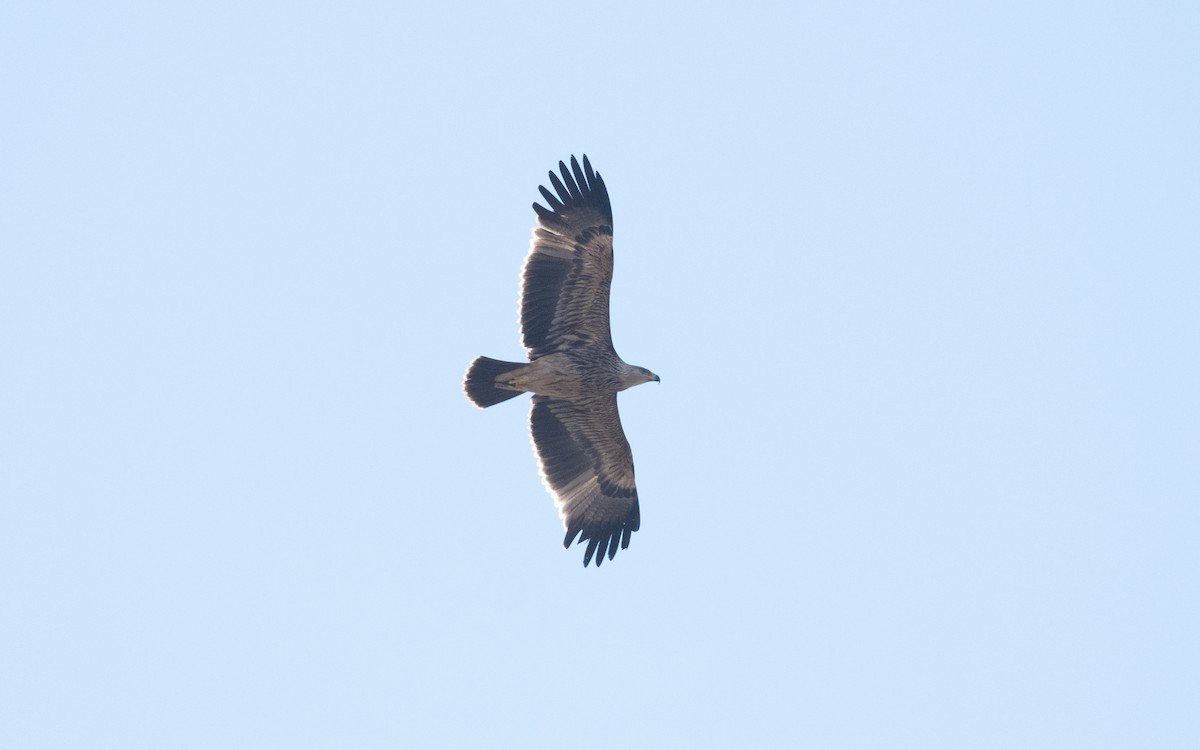 Imperial Eagle - ML626709646