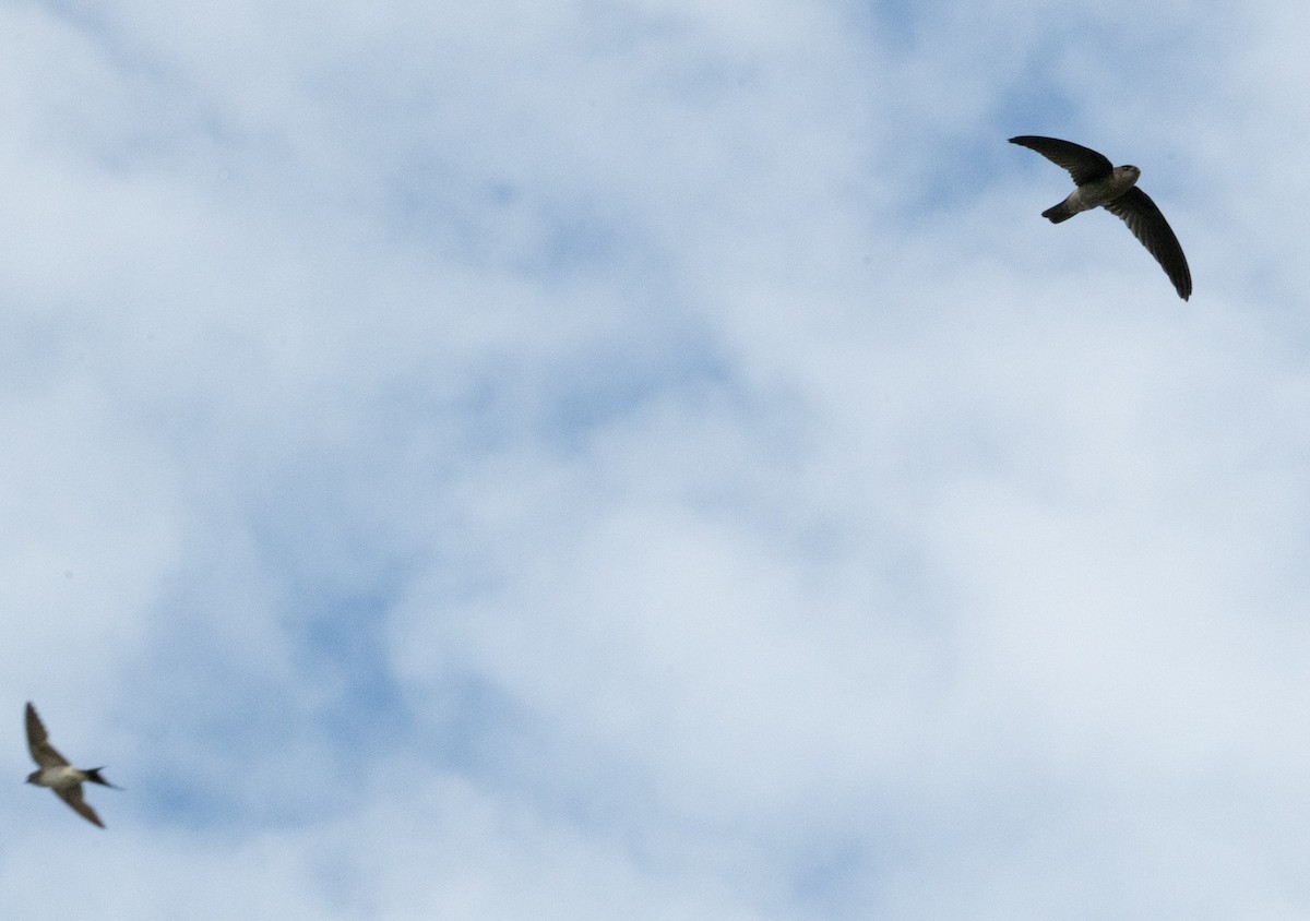 Barn Swallow - ML626709719