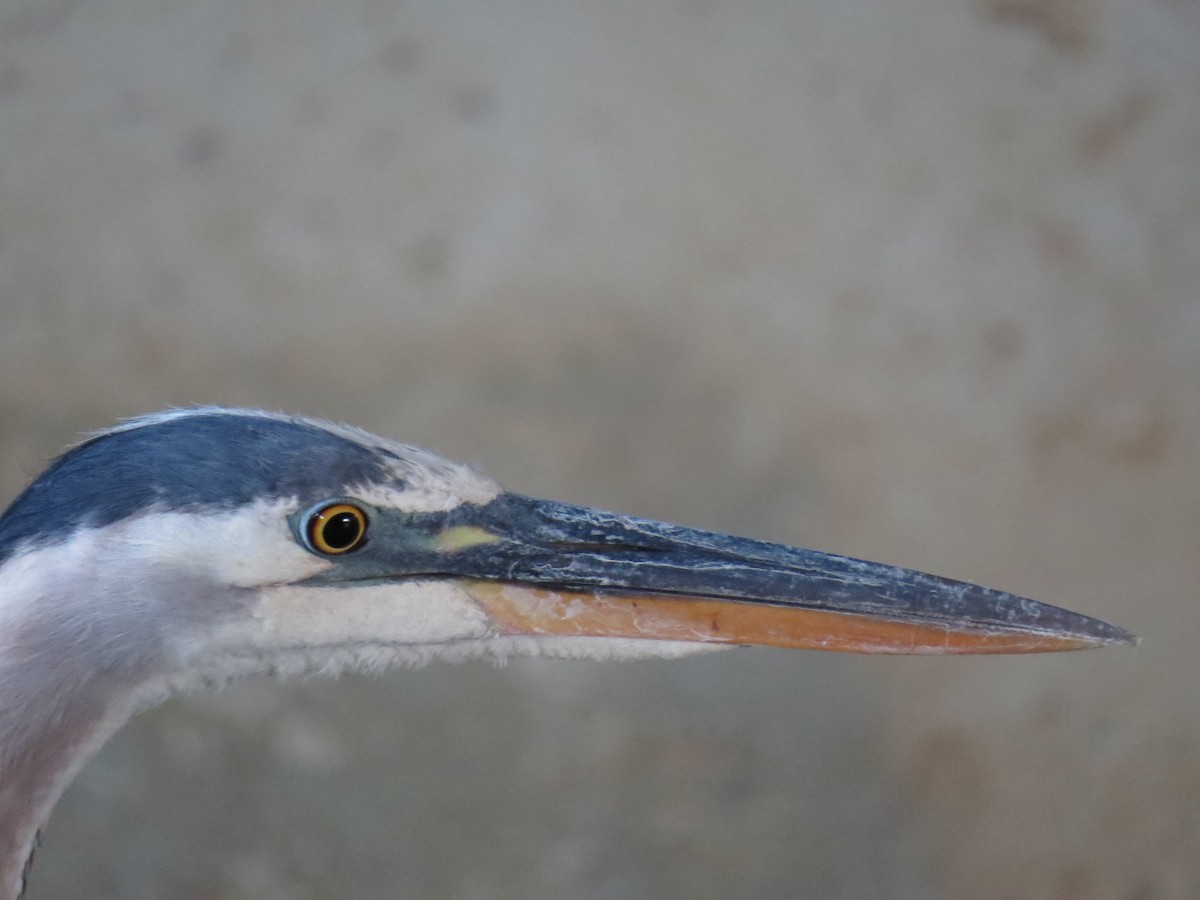 Great Blue Heron - Ian Hearn