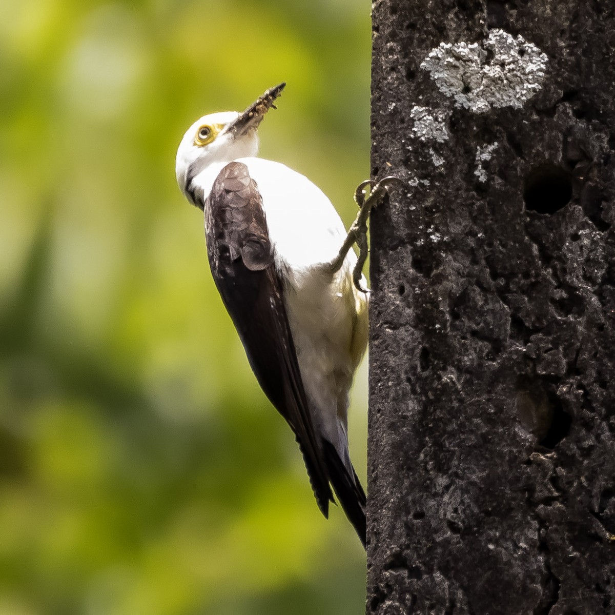 White Woodpecker - ML626710075
