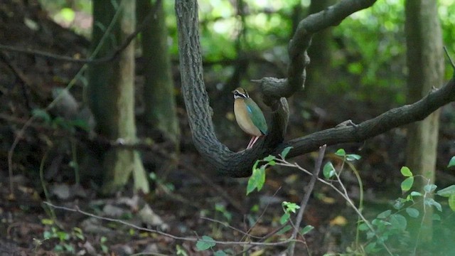 Bengalenpitta - ML626710185