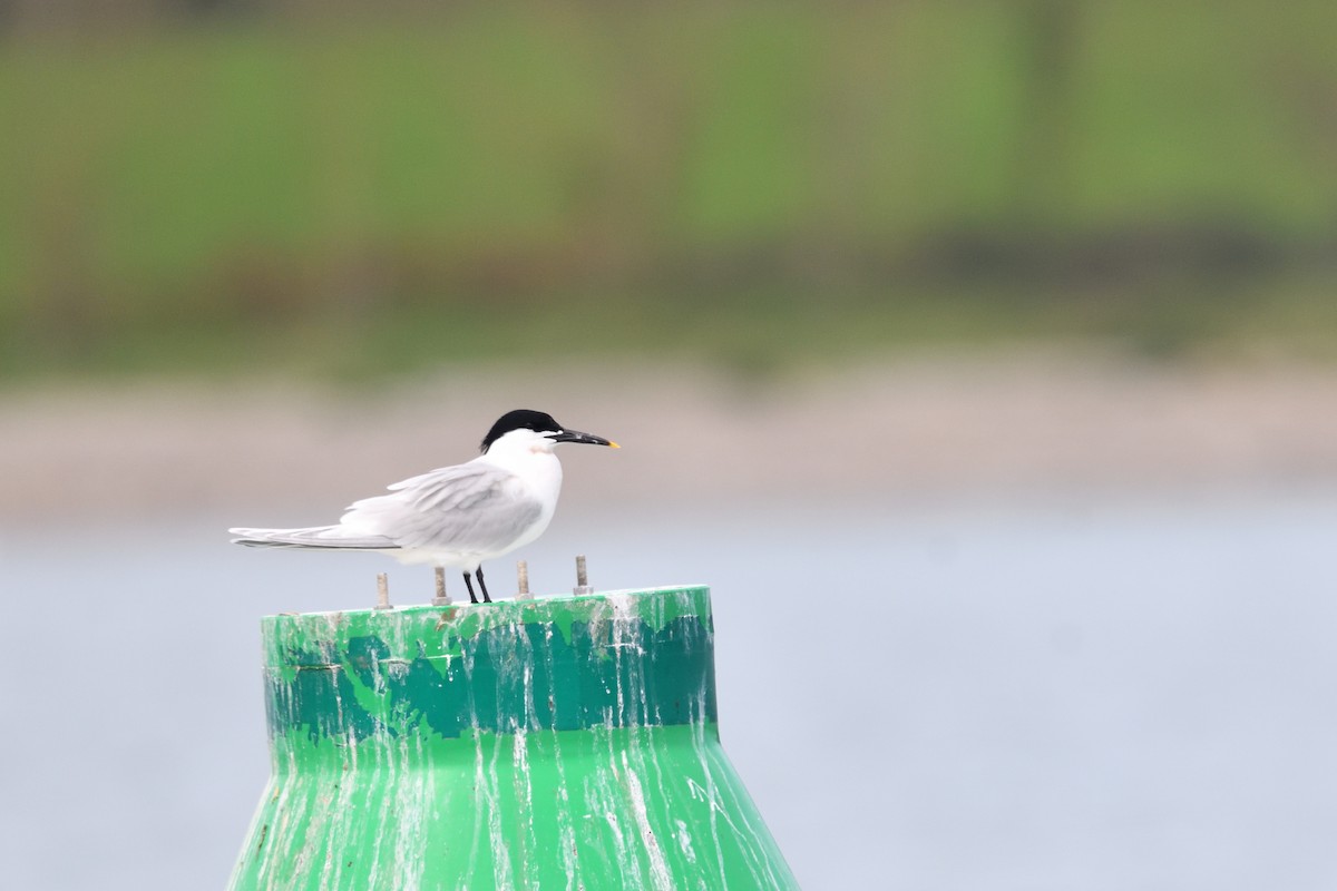 Sandwich Tern (Eurasian) - ML626710190