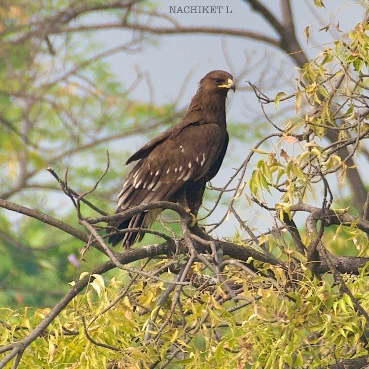 Greater Spotted Eagle - ML626710252