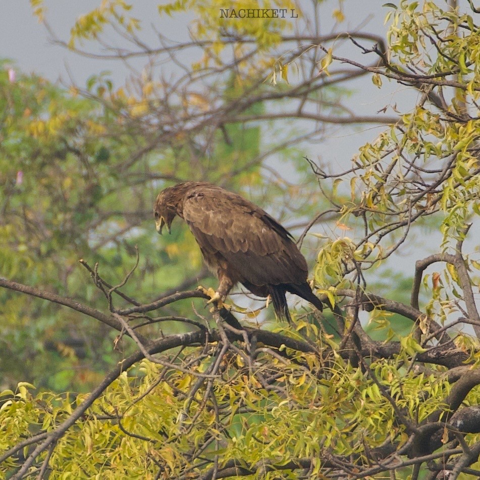 Greater Spotted Eagle - ML626710253