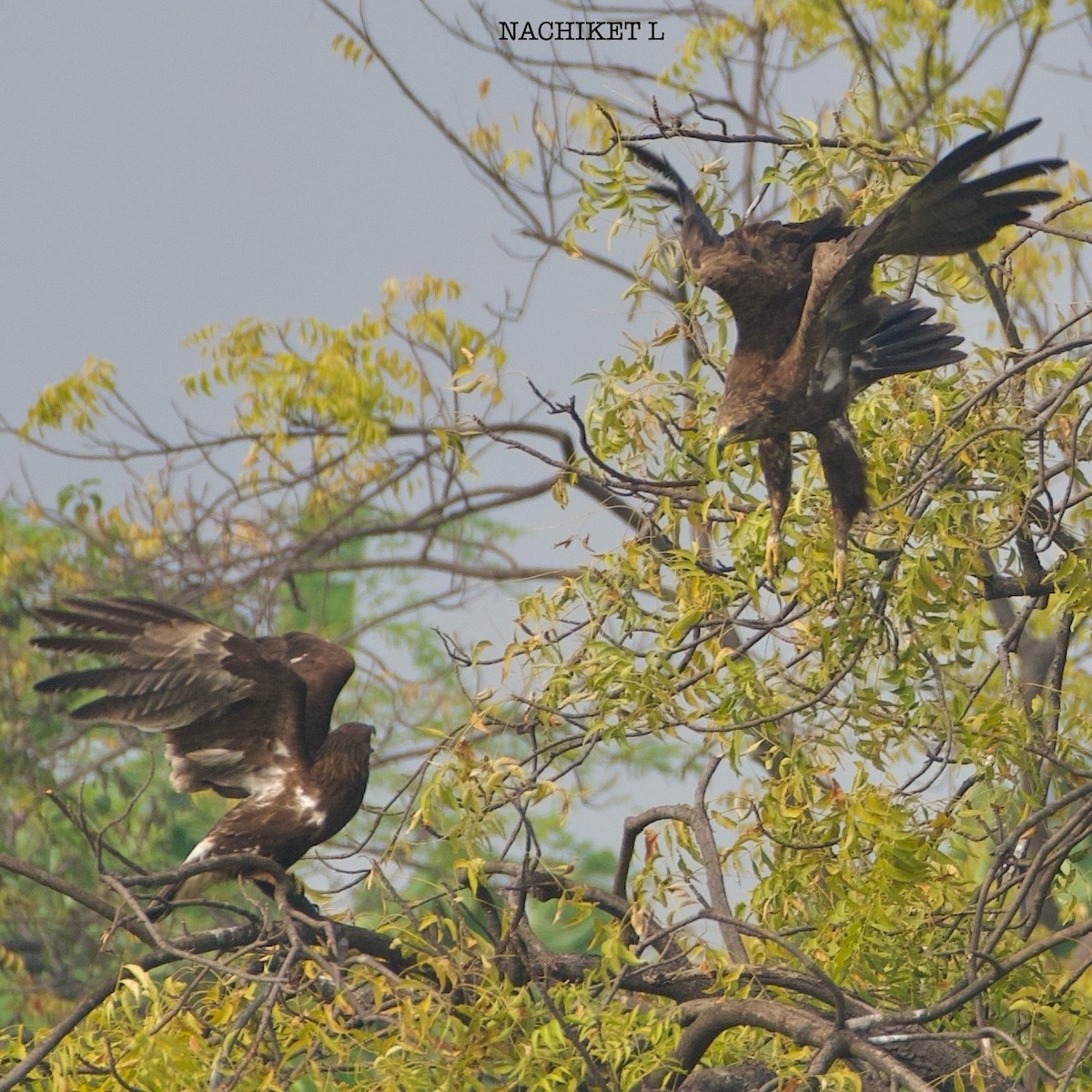 Greater Spotted Eagle - ML626710254