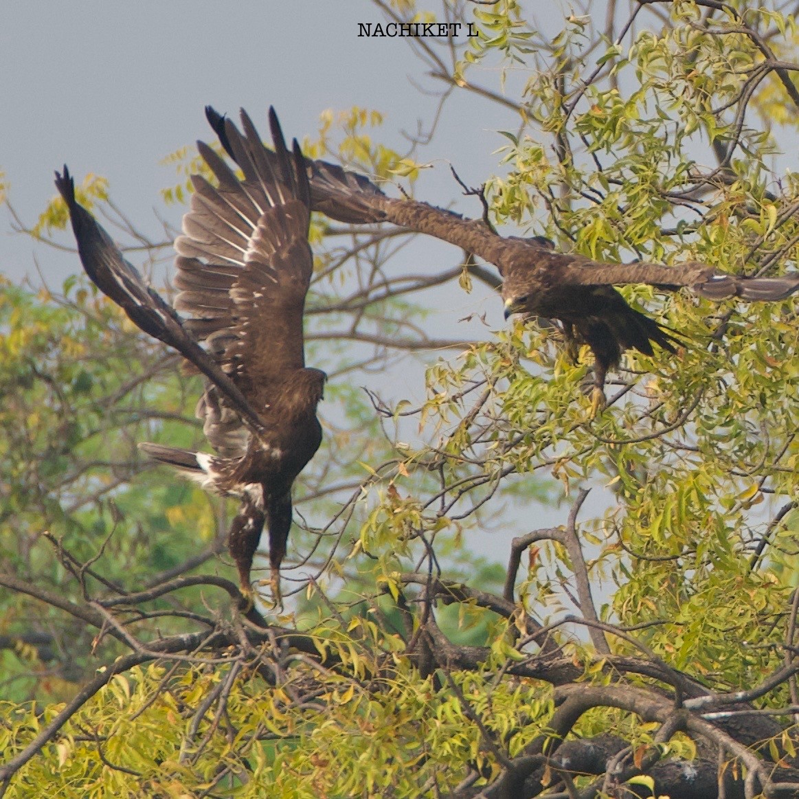 Greater Spotted Eagle - ML626710255