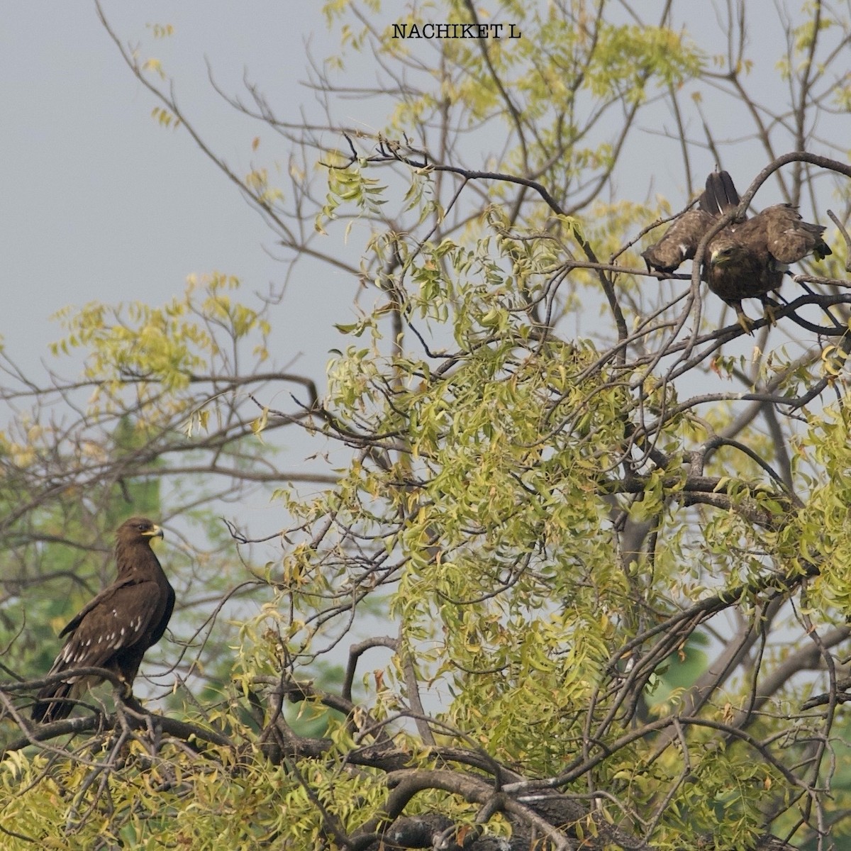 Greater Spotted Eagle - ML626710256