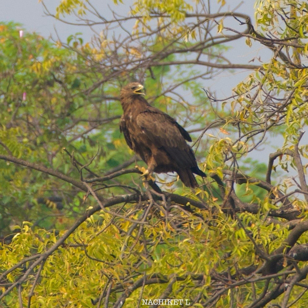 Greater Spotted Eagle - ML626710258