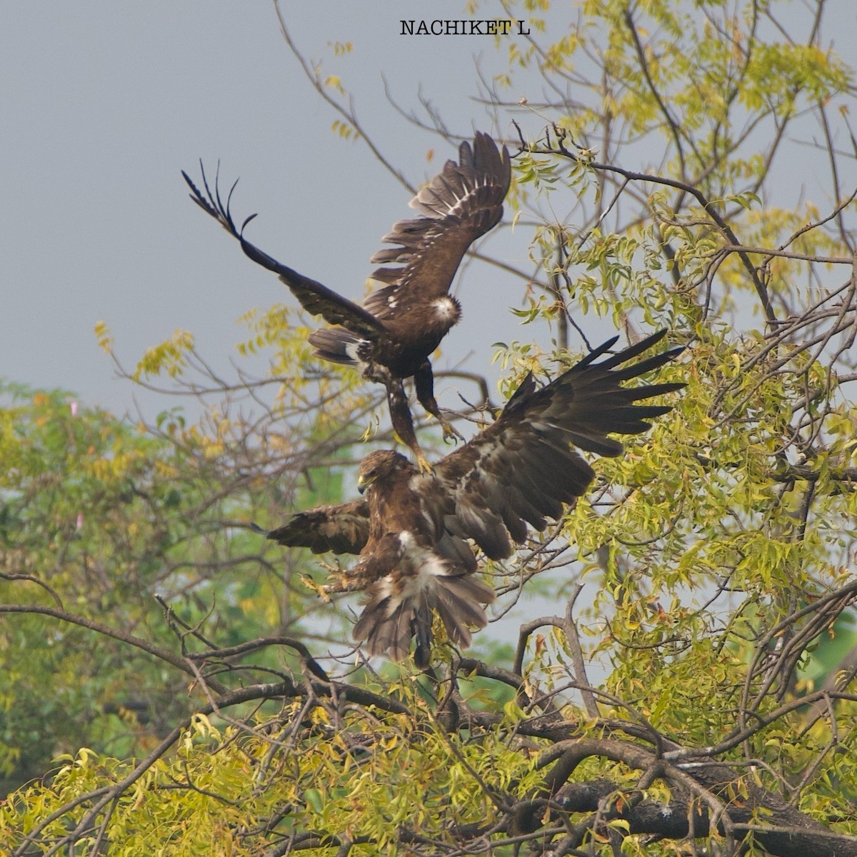 Greater Spotted Eagle - ML626710259