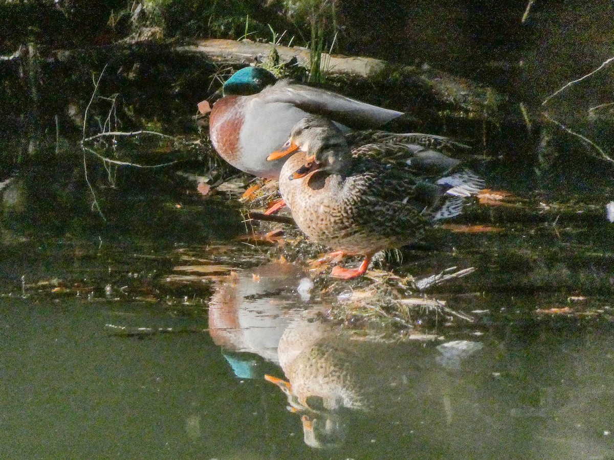 Mallard - ML626710284