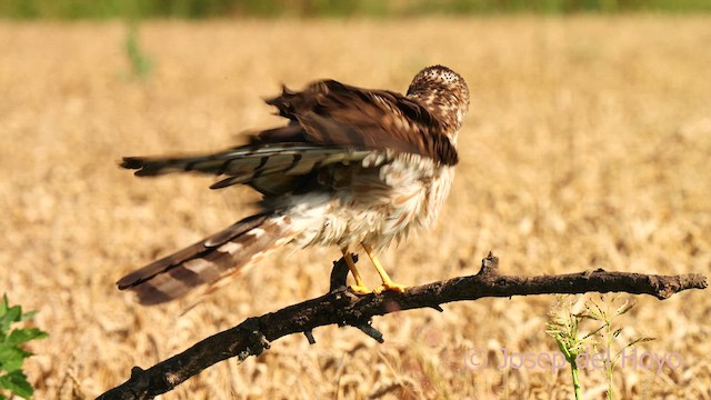 Нугын хулд - ML626710320