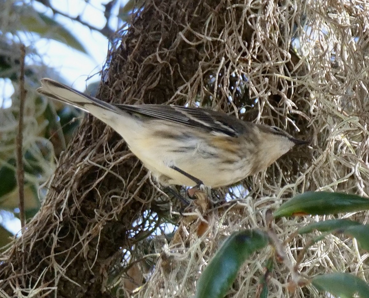 Yellow-rumped Warbler - ML626710427