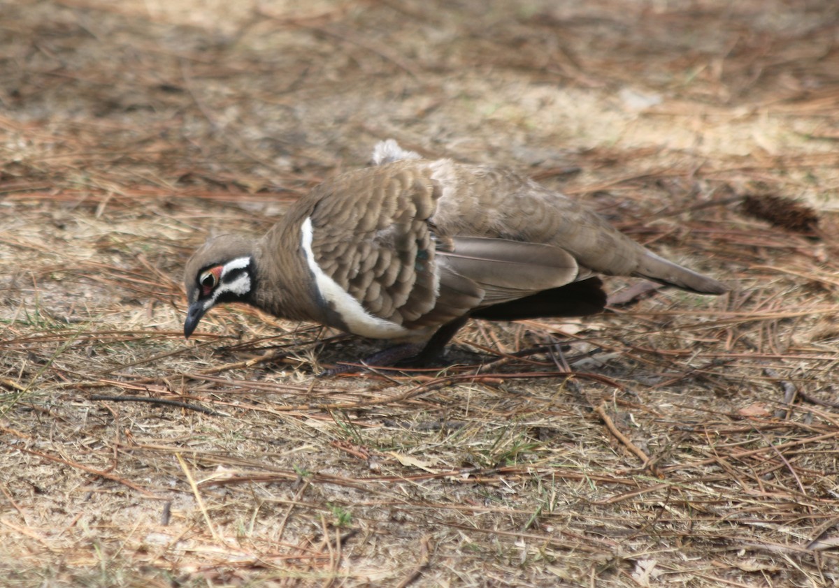 Squatter Pigeon - ML626710432