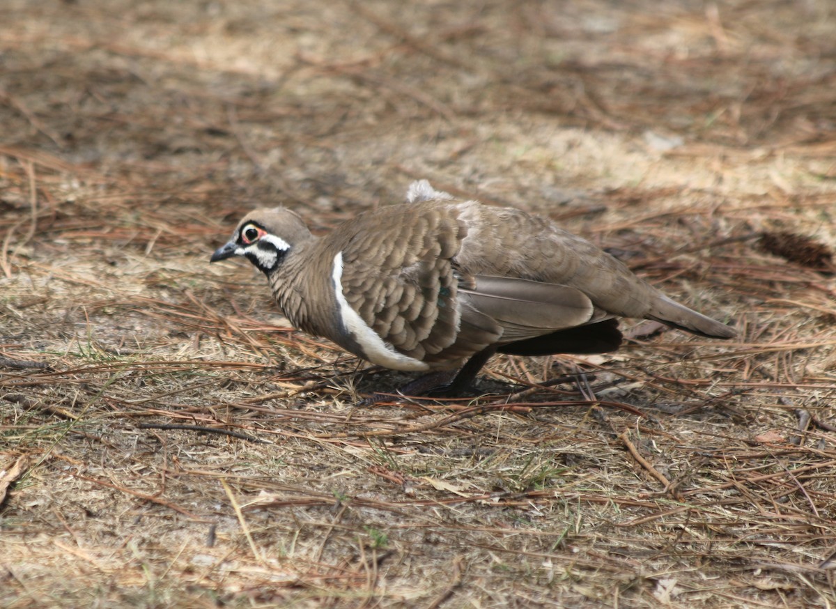 Squatter Pigeon - ML626710435