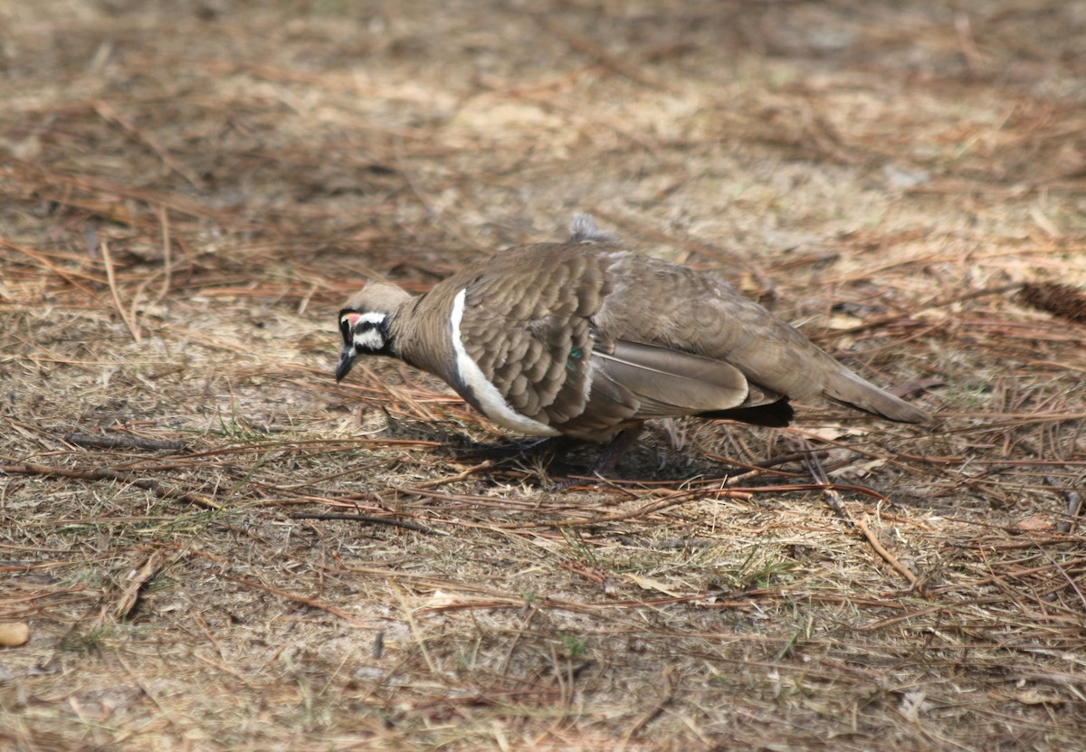 Squatter Pigeon - ML626710436