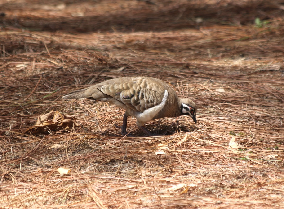 Squatter Pigeon - ML626710437