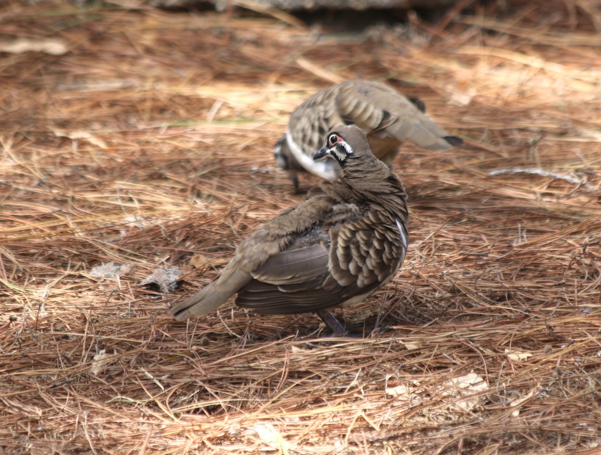 Squatter Pigeon - ML626710440