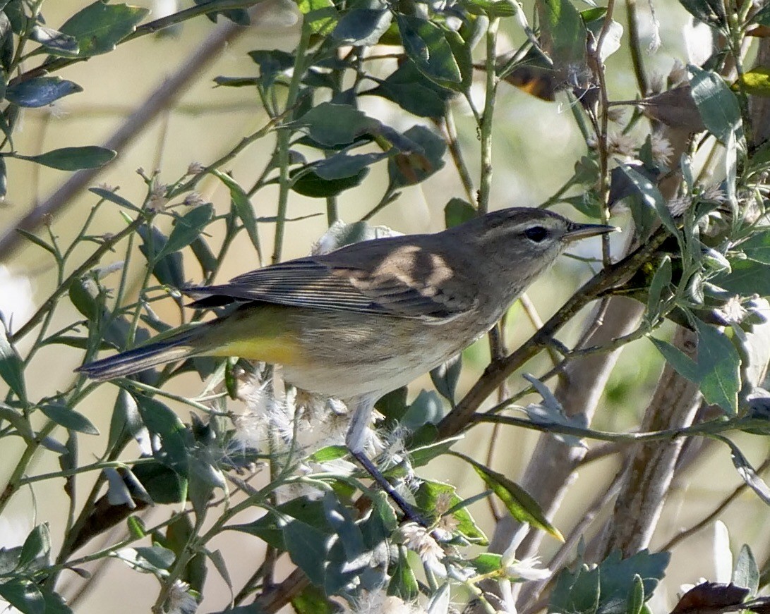 Palm Warbler - ML626710447