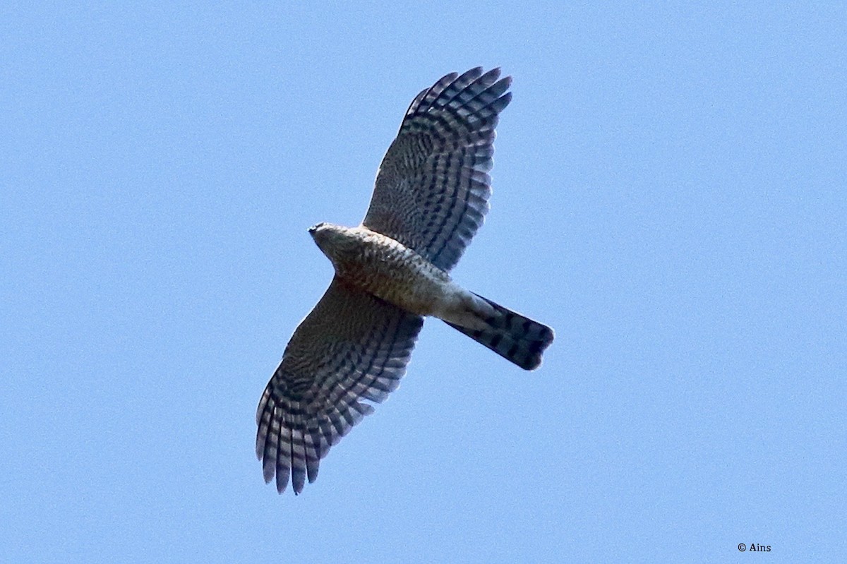 Eurasian Sparrowhawk - ML626710463