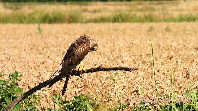 Montagu's Harrier - ML626710508