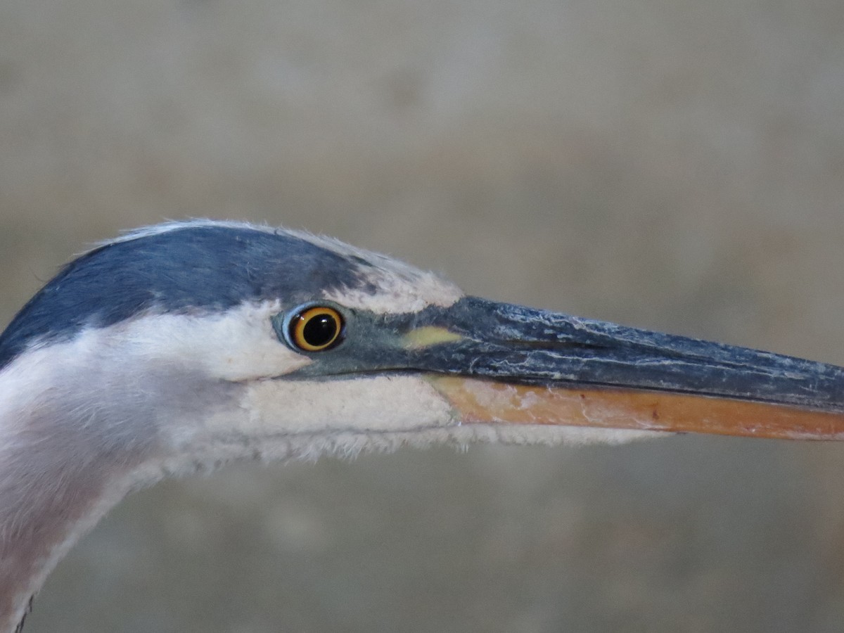 Great Blue Heron - Ian Hearn