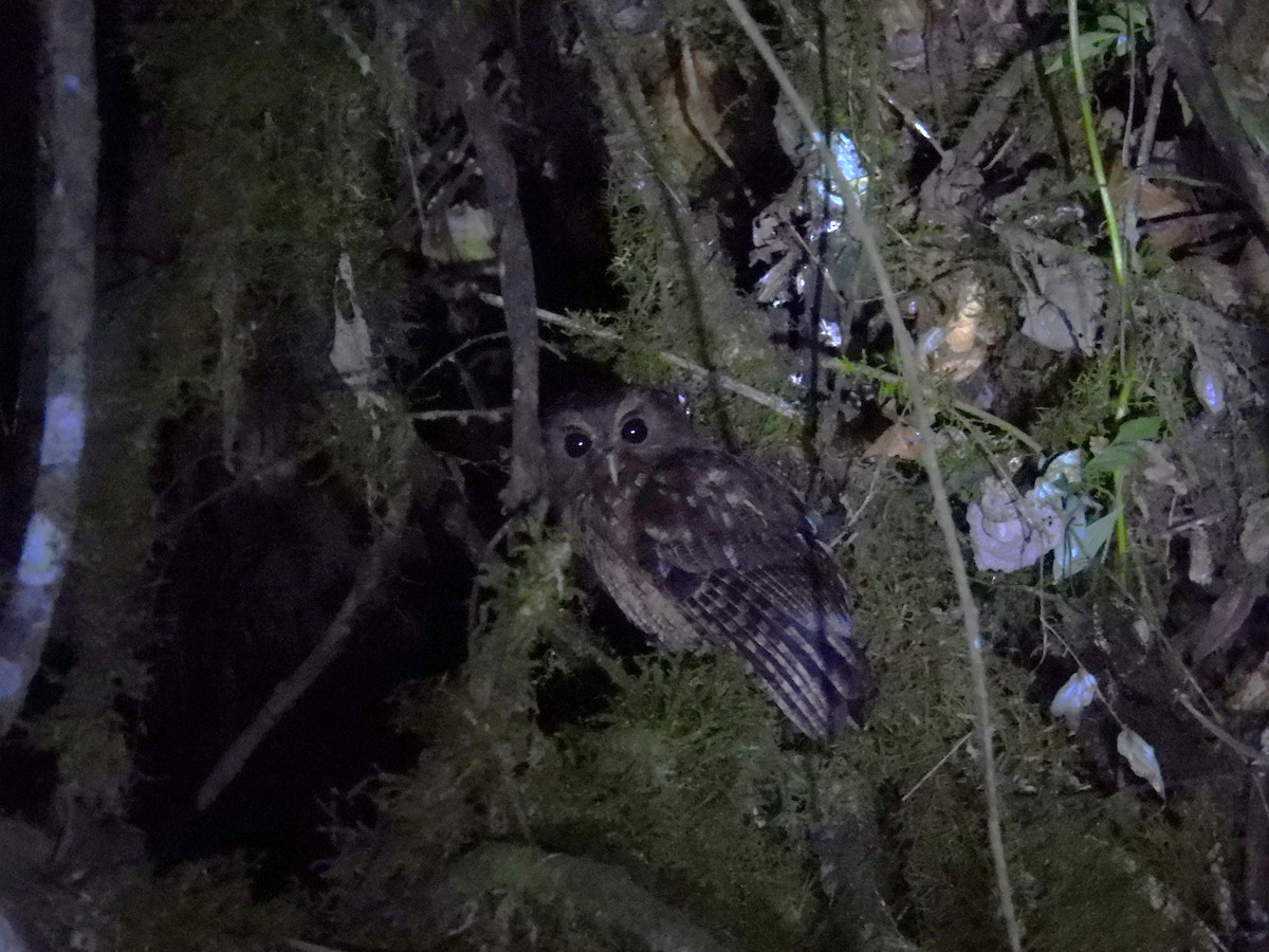 Rufescent Screech-Owl (Colombian) - ML626710690