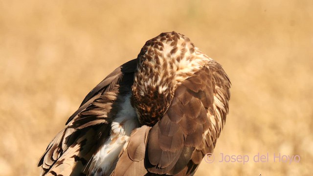 Montagu's Harrier - ML626710730