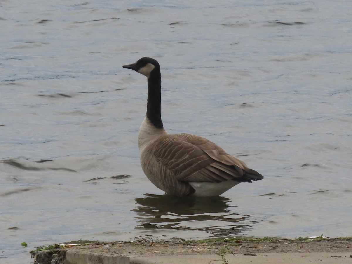 Canada Goose - ML626710777