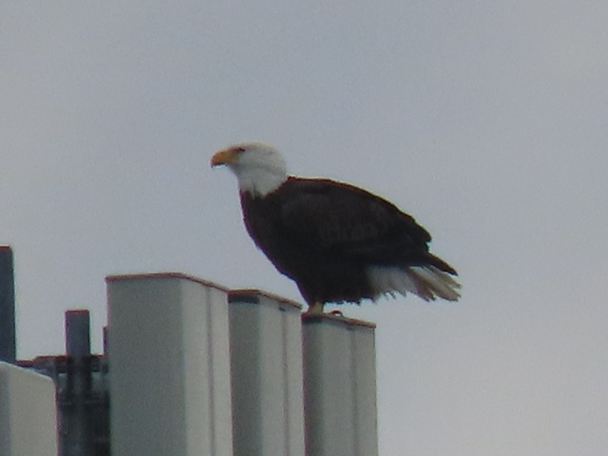 Bald Eagle - ML626710793