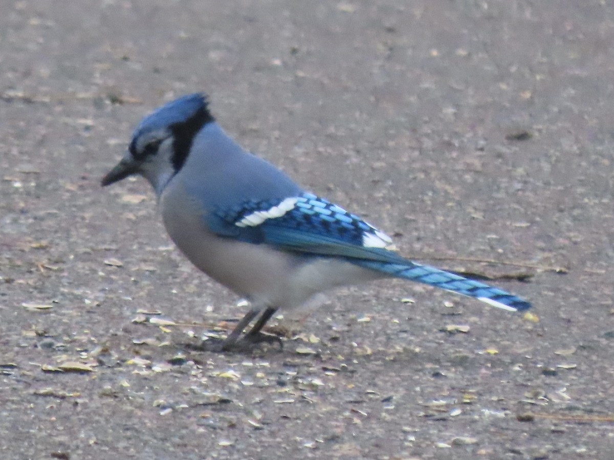 Blue Jay - ML626710799